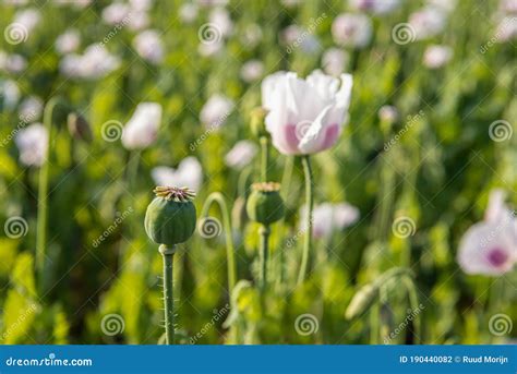 Seed Pods Of Poppy Flowers Up Close Stock Photo Image Of Cultivation