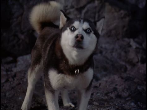 What Type Of Dog Is Demon From Snow Dogs