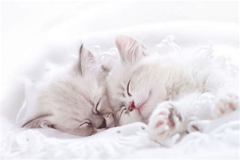 Cat HD, Sleeping, Kitten, Baby Animal, HD Wallpaper | Rare Gallery