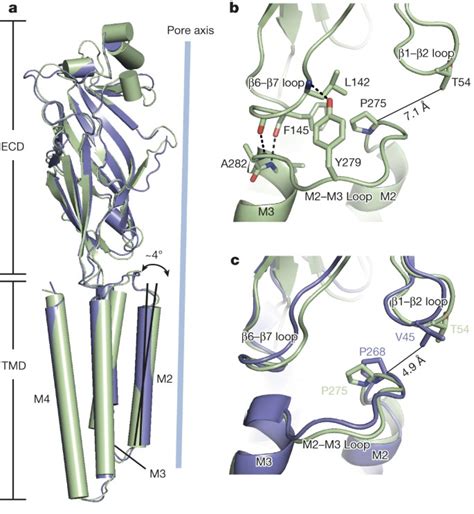 Crystal Structure Of Human Glycine Receptor Bound To Antagonist