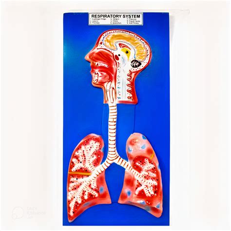 Human Respiratory System – Aone Science