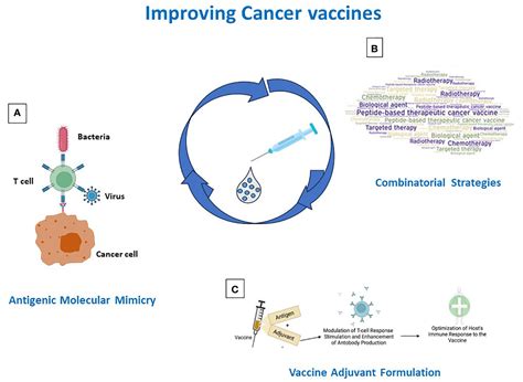 Frontiers Peptide Based Vaccine For Cancer Therapies