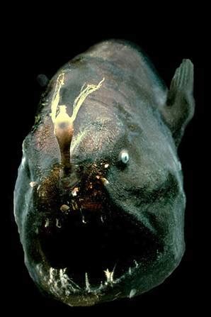 Anglerfish Larger Fish Lure Appendage Males