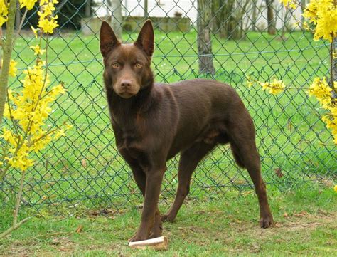 Australian Kelpie Dog - Puppy Dog Gallery