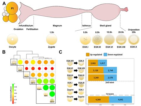 Zygotic Gene Activation In The Chicken Occurs In Two Waves The First