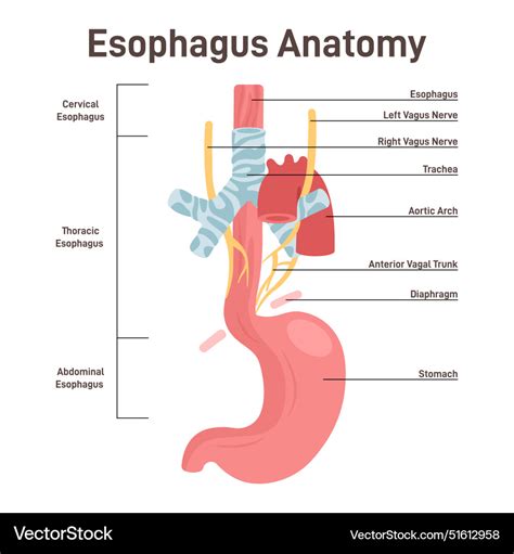 Esophagus Anatomy Muscular Tube That Carries Food Vector Image