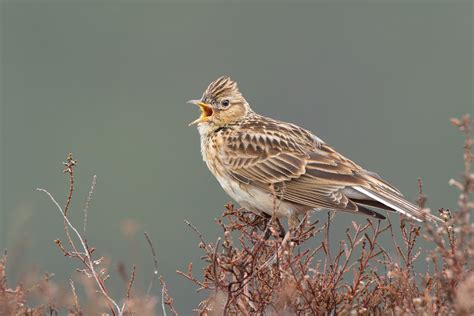 Eurasian Skylark Audubon Field Guide