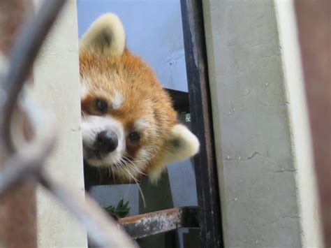 変わりなく動物トピックス｜ブログ野毛山動物園公式サイト｜公益財団法人 横浜市緑の協会