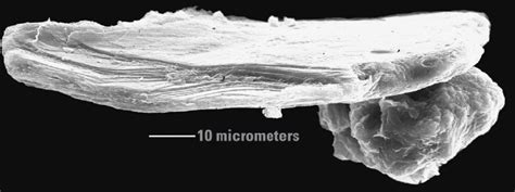 Scanning Electron Microscope Images Of Sand And Silt From The Early