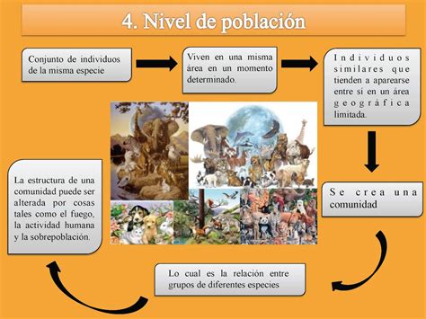 Niveles De Organizaci N De La Materia