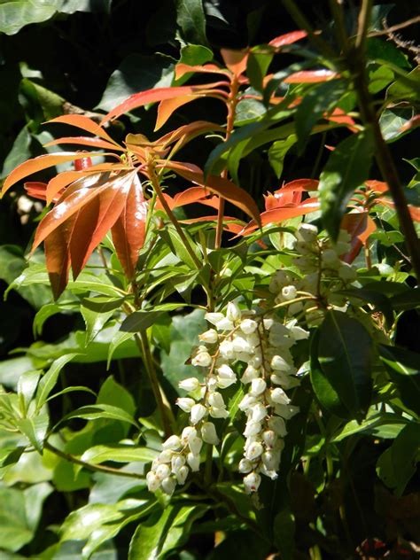 Pieris Japonica Fetterbush Japanese Andromeda Japanese Pieris Lily