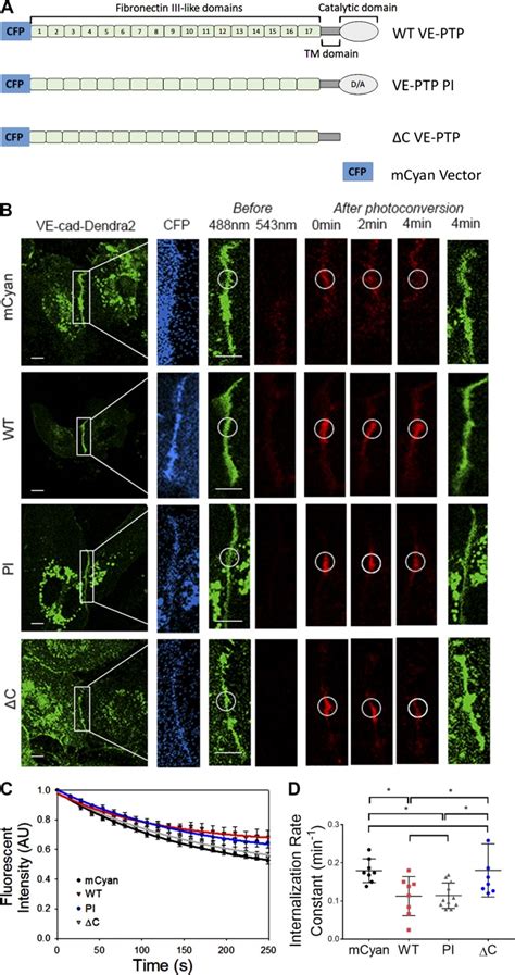 VE PTP Stabilizes VE Cadherin Junctions And The Endothelial Barrier Via