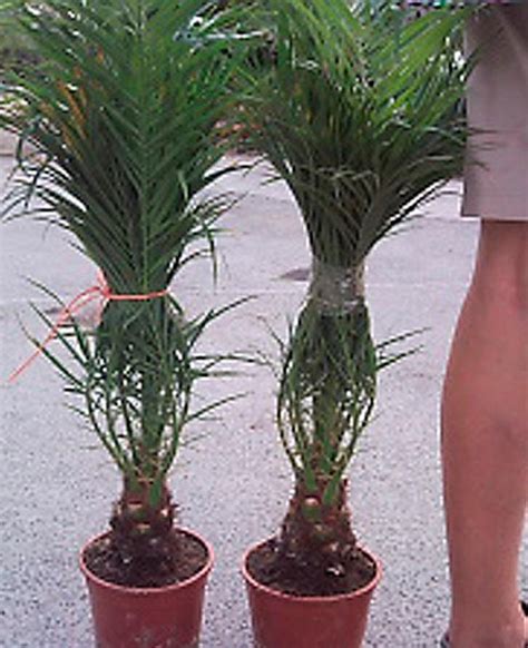 Venta De Phoenix Roebelenii Online Space Garden Vivero Online