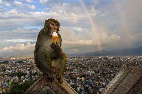 Calorie Restricted Monkeys Lead A Longer Life