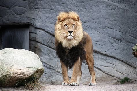 State of the Art $41 Million Lion Habitat Opens at Illinois Zoo