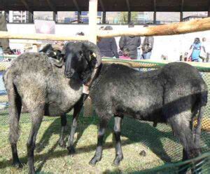 Van Rooy Sheep Characteristics, Origin & Uses