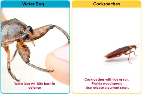 Water Bug vs. Roach [15 Differences] | APB