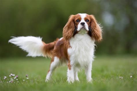 Best Cavalier King Charles Short Haircut Ideas