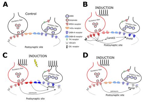 IJMS Free Full Text Inhibitory Plasticity From Molecules To