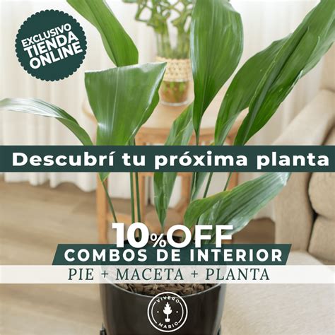 Combo Interior Comprar En Vivero Mario