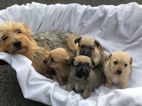 Yorkshire Terrier X Jack Russell Puppies In Watford Hertfordshire