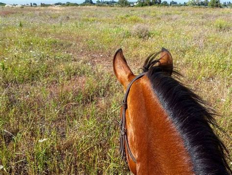 La Merviglia Delle Campagne Salentine In Sella Ad Un Cavallo