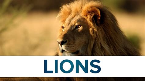 Top 10 Facts - Lions // Top Facts - YouTube