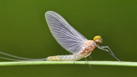 Mayflies: Short-Lived World Of Order Ephemeroptera | Earth Life