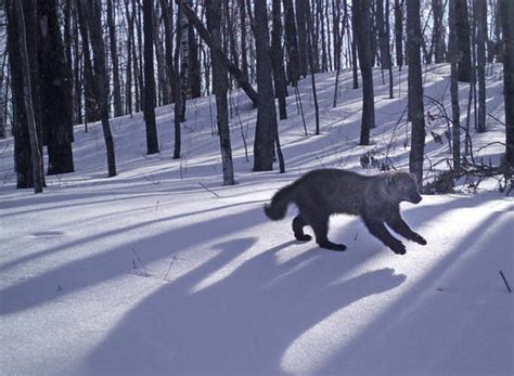 Wisconsin Animals Photographed By Trail Cameras