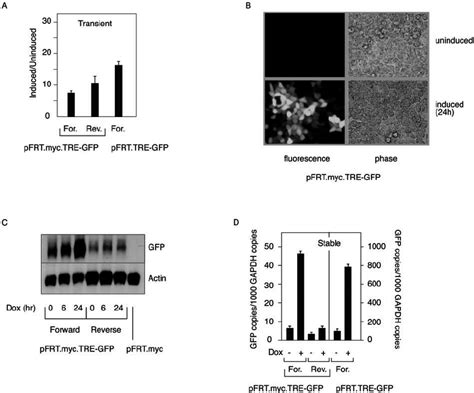 Induction of GFP gene expression. (A) GFP expression from transiently ...