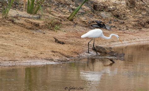 Savannah National Wildlife Refuge, SC – Sylvie's Adventures