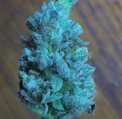 Blue Weed