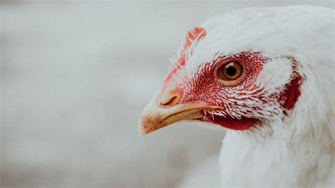 Singapore Halts Poultry Imports Amid Bird Flu Outbreak In Several