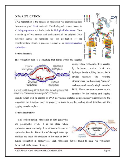 Dna Replication Enzymes And Protein 1