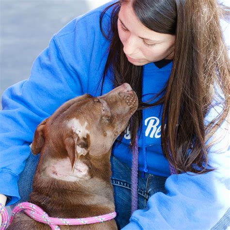 Stray Rescue of St. Louis - Home