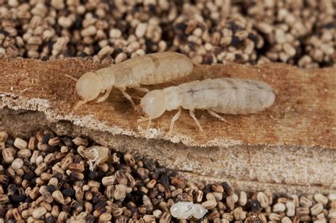 Drywood Termites Vs Subterranean Termites