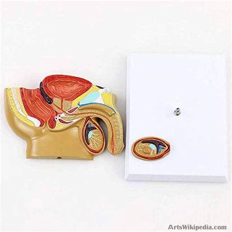 Male Pelvic Sagittal Anatomy Model Male Reproductive Organ Model Reproductive System Medical