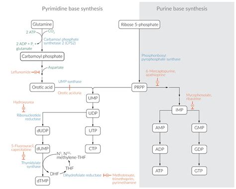 Purine Salvage Pathway Usmle