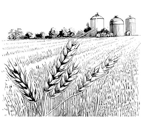 premium vector  sketch   wheat field  silos  silos