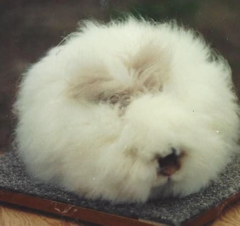 NARBC - National Angora Rabbit Breeders Association