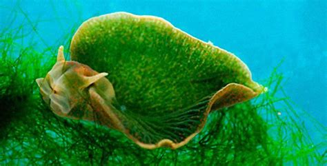 Photosynthetic sea slug: A mystery of genes - Save Our Green