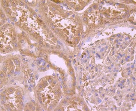 Prdx6 Antibody Ma5 34906