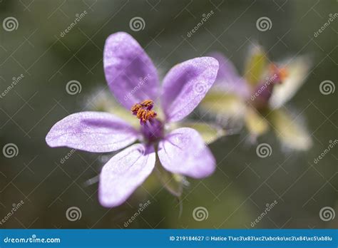 Geranium Maculatum The Wild Geranium Spotted Geranium Or Wood