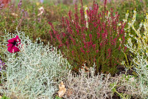 Cr Er Un Massif Sans Entretien Les Plantes Choisir