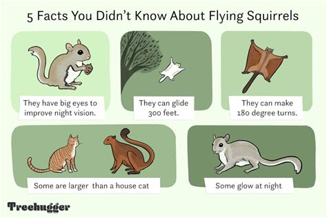 Giant Flying Flying Squirrel Habitat Map