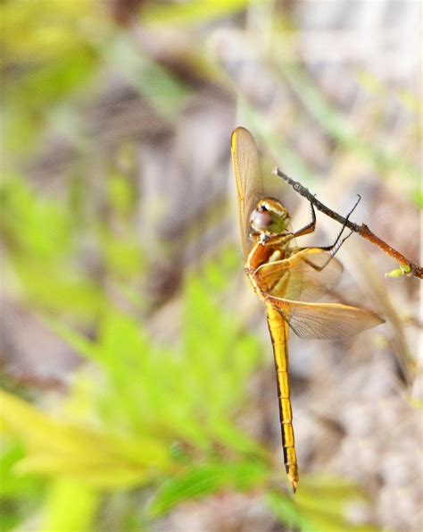 BirdsEye Photography: Review Photos