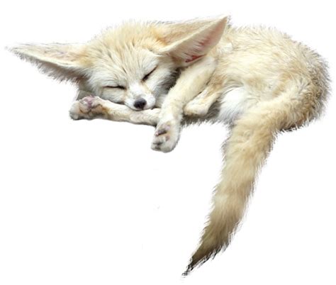 Fennec Fox Png Images Transparent Free Download