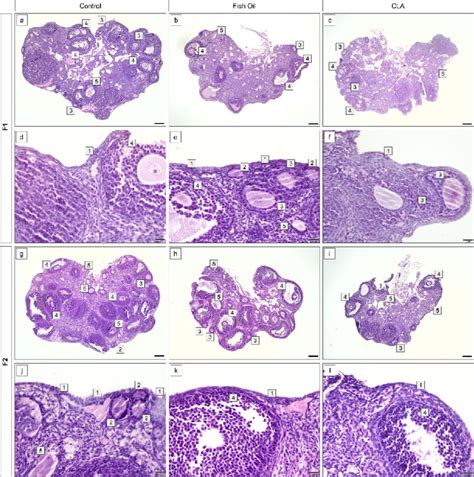 Histological Sections Of Ovaries Stained With Hematoxylin And Eosin