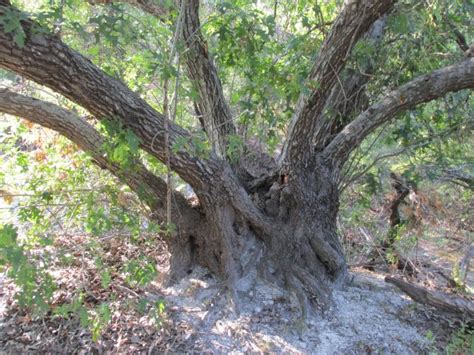 Storytelling Place Comanche Marker Tree – TxHTC