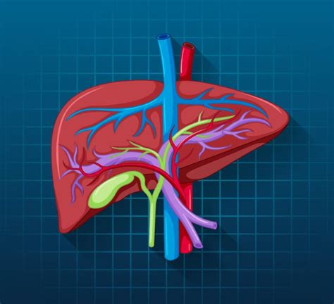 Liver Transplant Facts Surgery Procedure Requirements By Gomedii Technologies Jul 2023